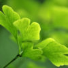 Ginkgo Biloba | What is Ginkgo Biloba? | What are the Benefits of Ginkgo Biloba?